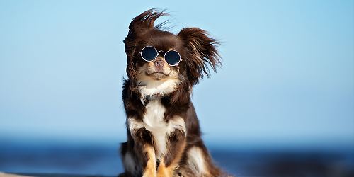 Süßer Hund mit Sonnenbrille