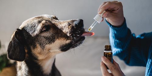 Hund bekommt homöopathisches Mittel mit Pipette